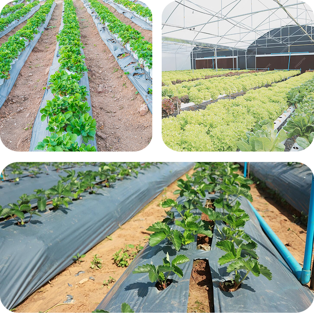 Soil-Biodegradable mulch film for sustainable farming